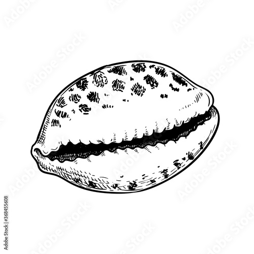 Sea shell cowrie tiger pattern. Hand drawn sketch style vector drawing of tropic reef undersea mollusk shell. Isolated on white background. Retro design. Vector illustration.
