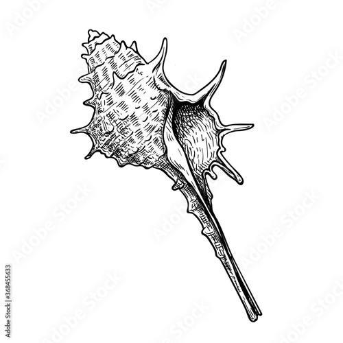 Sea shell with spikes. Hand drawn sketch style vector drawing. Isolated on white background. Retro design. Vector illustration.
