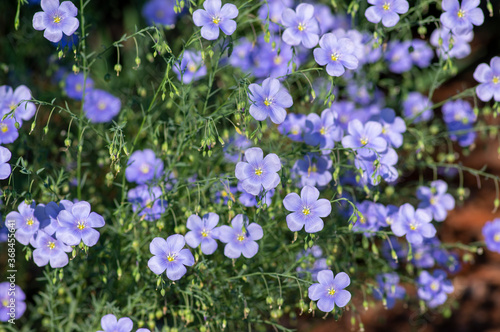 Linum usitatissimum linseed flowering ornamental garden plant, group of beautiful blue common flax flowers in bloom