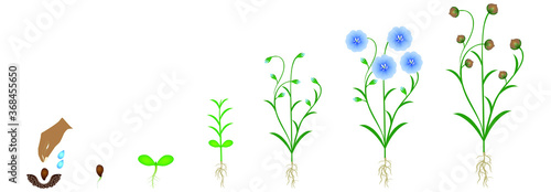 Cycle of flax plant growth, isolated on white background.