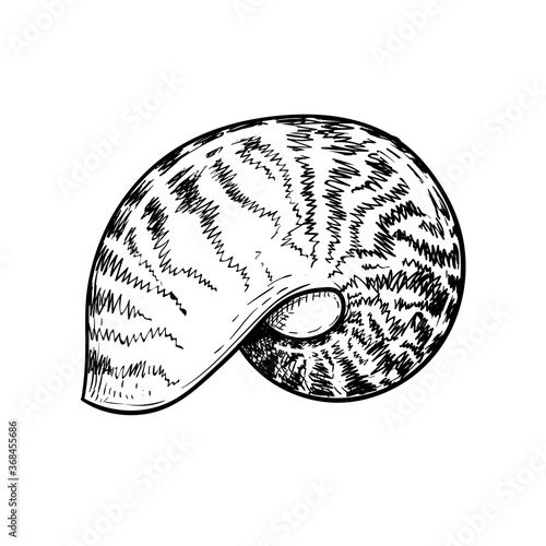 Sea shell nautilus. Hand drawn sketch style vector drawing of tropic reef undersea mollusk shell. Isolated on white background. Retro design. Vector illustration.