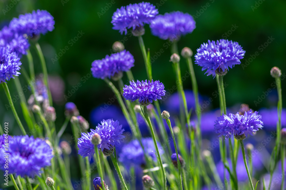 Centaurea cyanus blue cultivated flowering plant in the garden, group of beautiful cornflowers flowers in bloom Centaurea cyanus blue cultivated flowering plant in the garden, group of beautiful cornflowers flowers in bloom