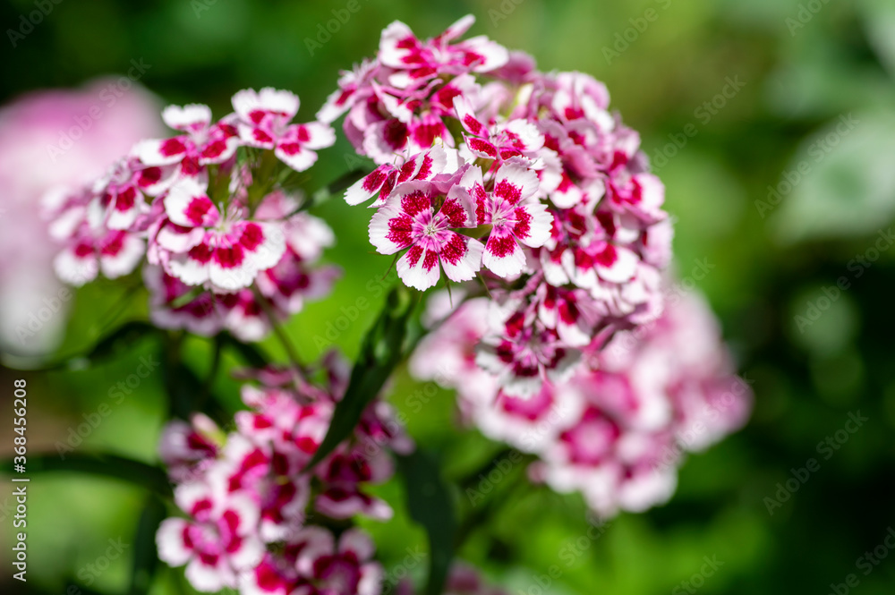 Dianthus barbatus beautiful ornamental flowering plants, group of bright pink purple white flowers in bloom Dianthus barbatus beautiful ornamental flowering plants, group of bright pink purple white flowers in bloom