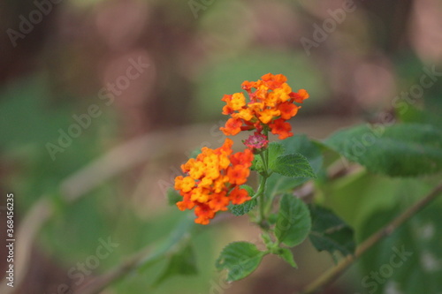 Orange flower in portrait mode. © Nikhil