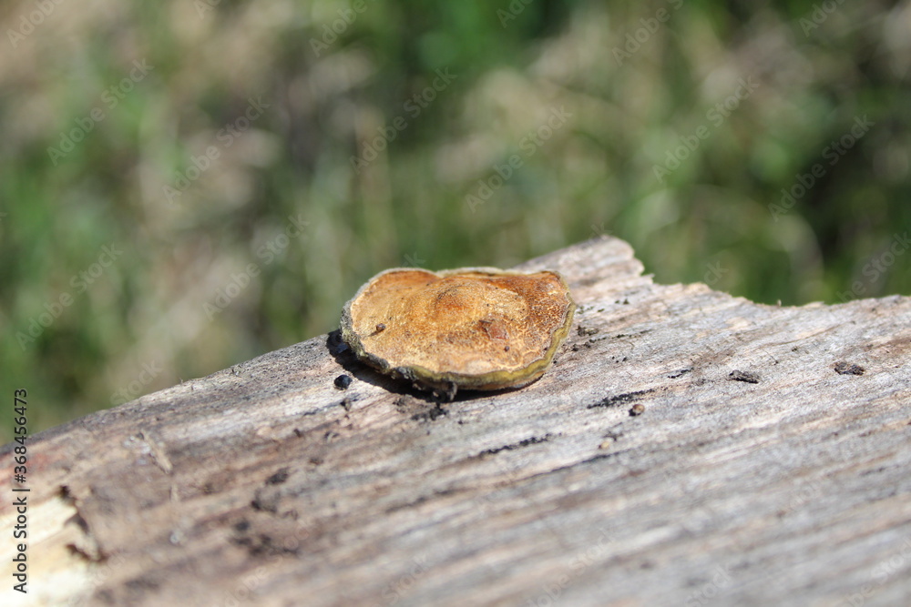 mushroom on the Board inedible parasite 