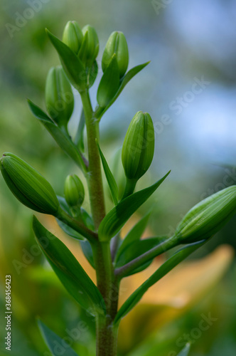 Wallpaper Mural Lilium flowers in buds, asiatic hybrids ornamental cultivated, lilies buds, bouquet before flowering, dreamy background Torontodigital.ca