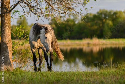 horse in the woods