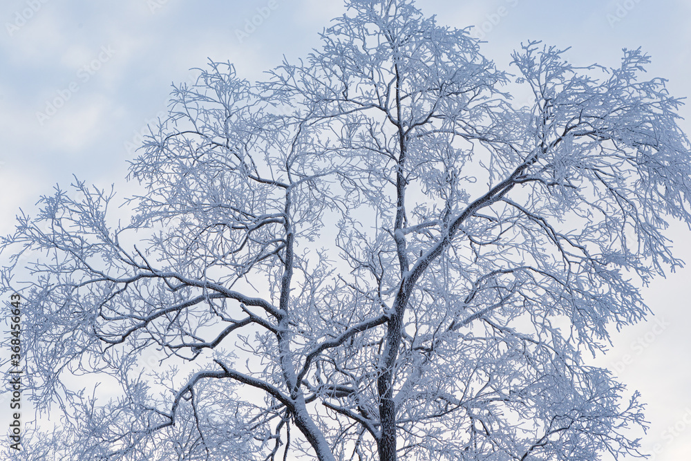 Trees covered in frost snow at winter