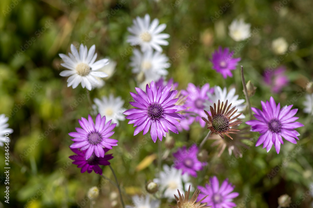 Xeranthemum annuum white and violet immortelle flowers in bloom, group of flowering plants in the garden Xeranthemum annuum white and violet immortelle flowers in bloom, group of flowering plants in the garden