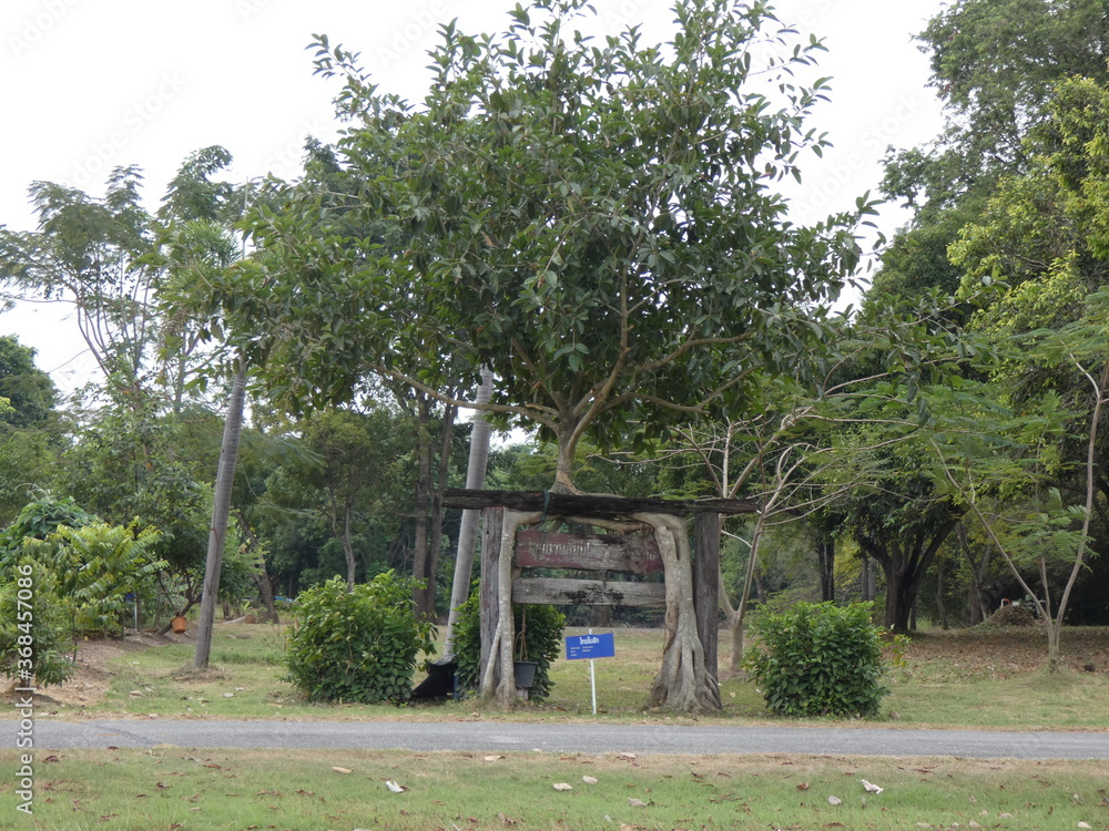 Fototapeta premium Signs and trees