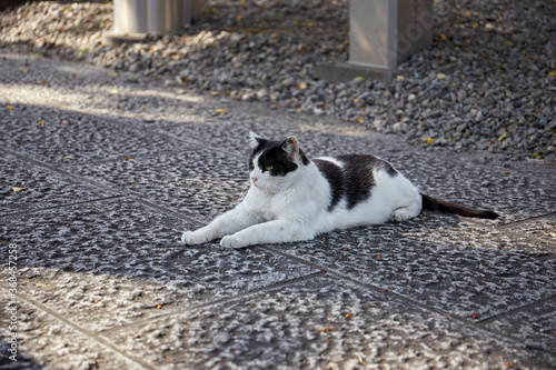 石畳の上に座るオスの地域猫
