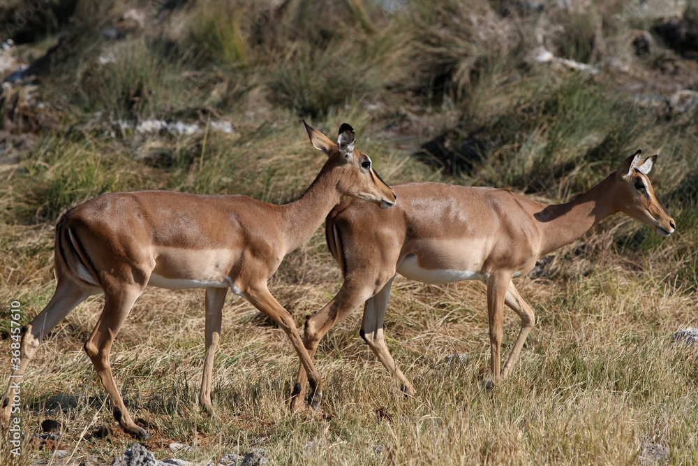 A pair of Impala on the African plains, Etosha National Park, Namibia, Africa A pair of Impala on the African plains, Etosha National Park, Namibia, Africa