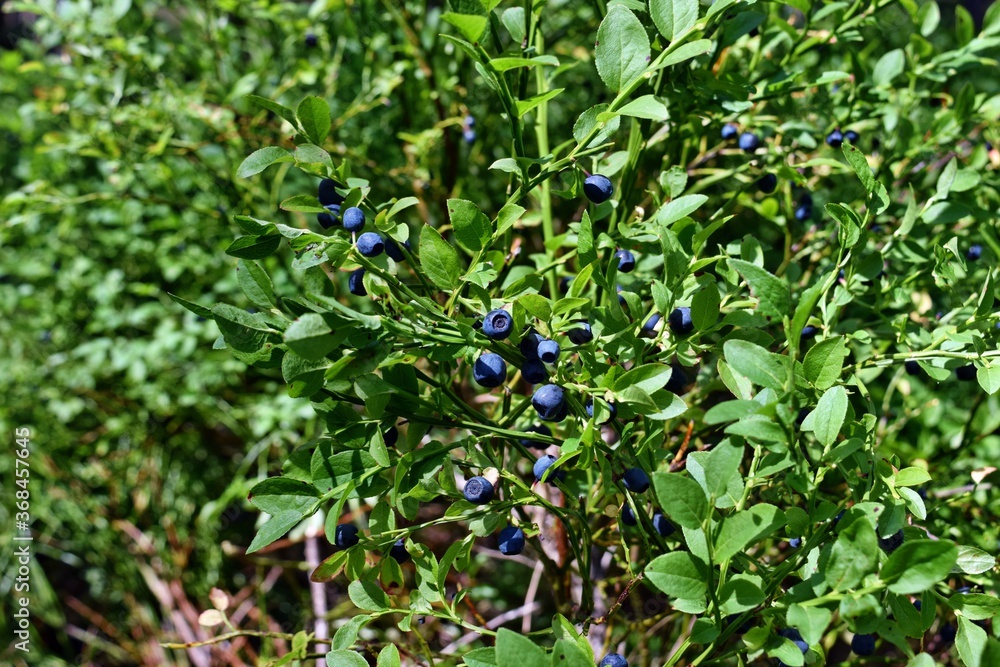 Healthy blueberry plant with ripe fruits Healthy blueberry plant with ripe fruits