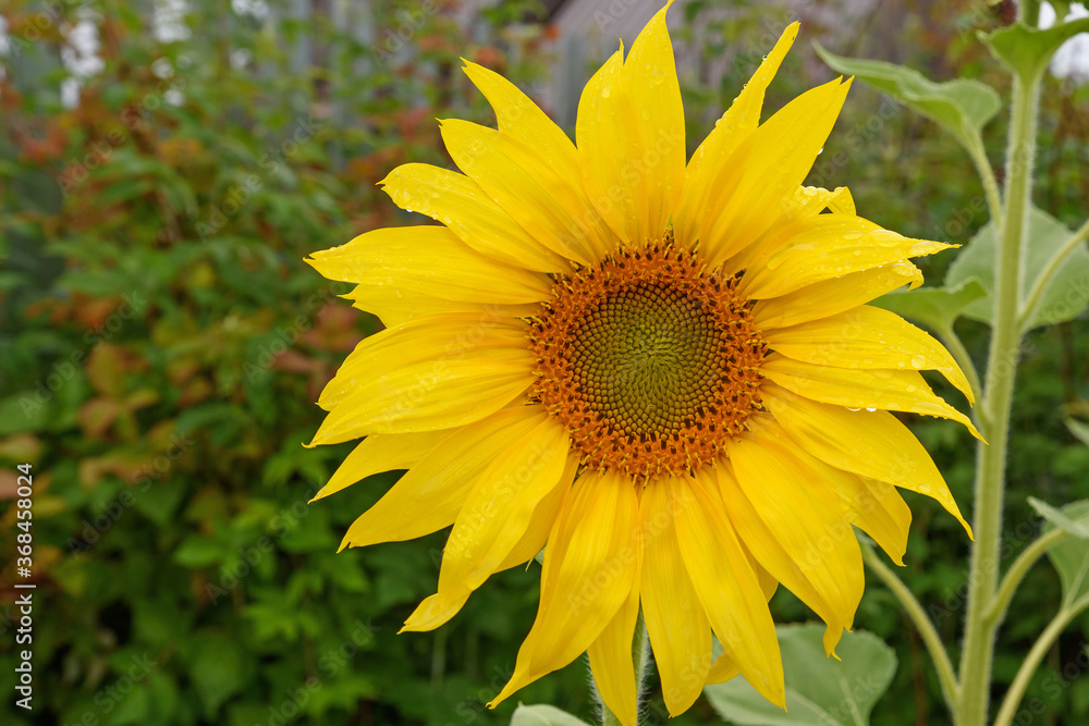 The inflorescence of a sunflower on a summer day closeup. The inflorescence of a sunflower on a summer day closeup.