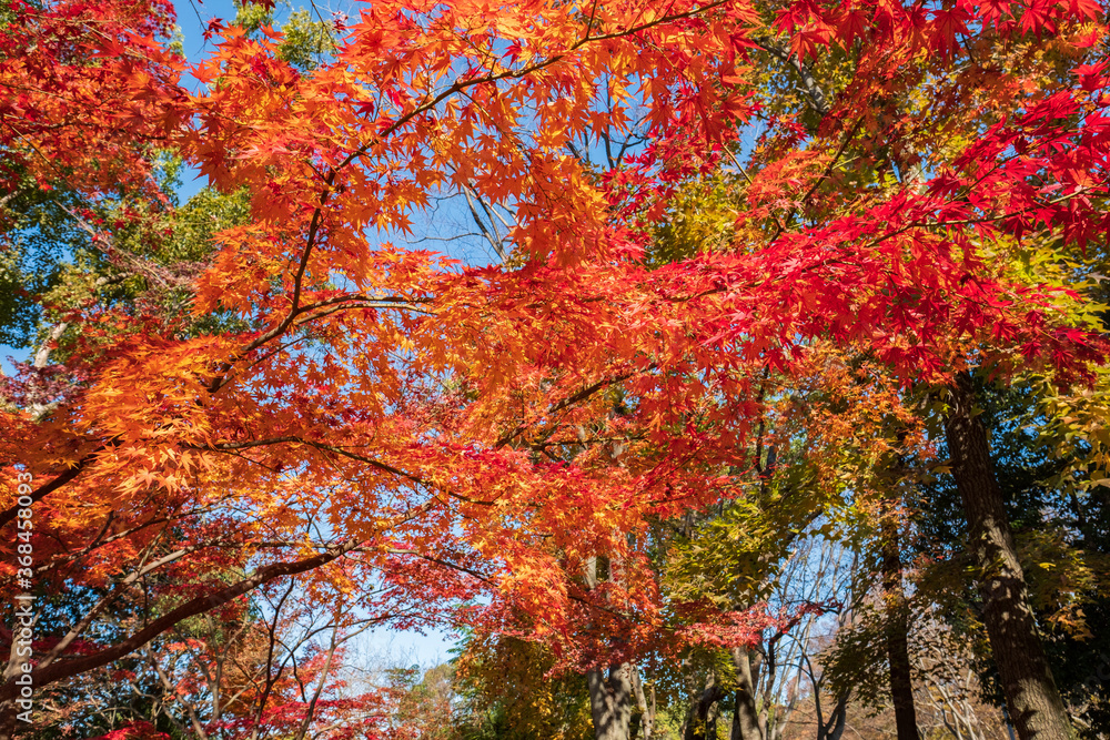 Autumn Leaves in a Park in Osaka, Japan Autumn Leaves in a Park in Osaka, Japan