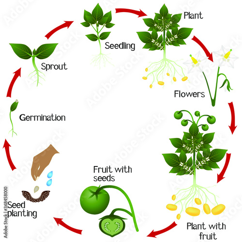 A growth cycle of potato growing from seeds, on a white background.