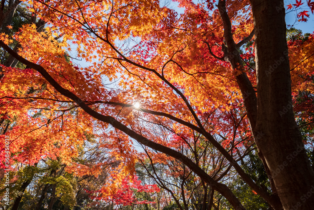 Autumn Leaves in a Park in Osaka, Japan Autumn Leaves in a Park in Osaka, Japan