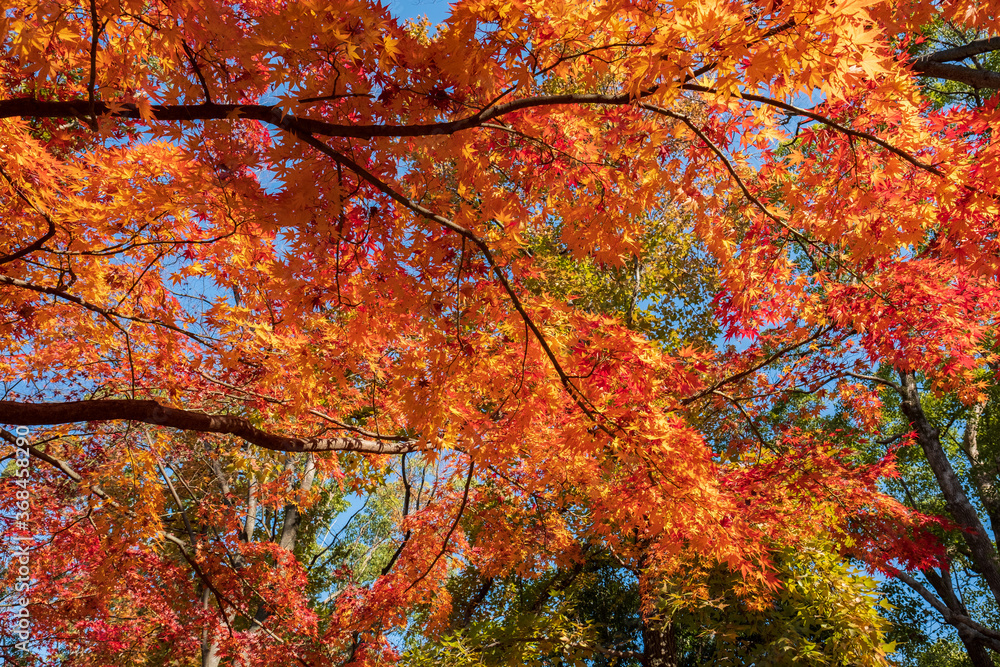 Autumn Leaves in a Park in Osaka, Japan Autumn Leaves in a Park in Osaka, Japan