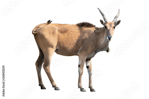 eland antelope isolated on white background. photo