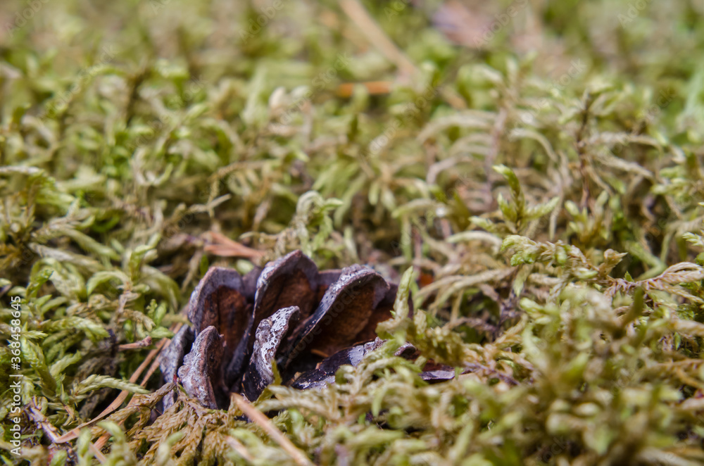 PINE CONE - Conifer fruit hidden in moss
PINE CONE - Conifer fruit hidden in moss