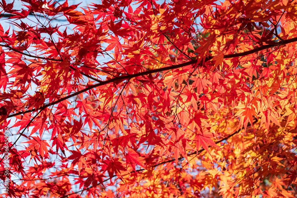 Autumn Leaves in a Park in Osaka, Japan 