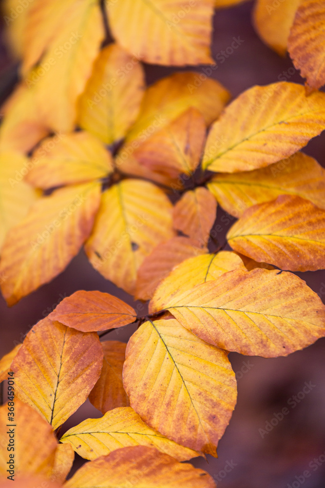 yellow autumn leaves yellow autumn leaves