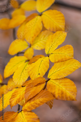 yellow autumn leaves