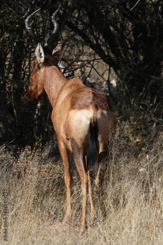 Impala on the African plains  Etosha National Park  Namibia  Africa