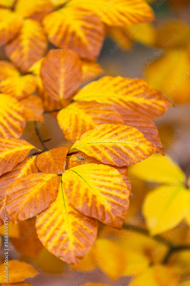 yellow autumn leaves yellow autumn leaves