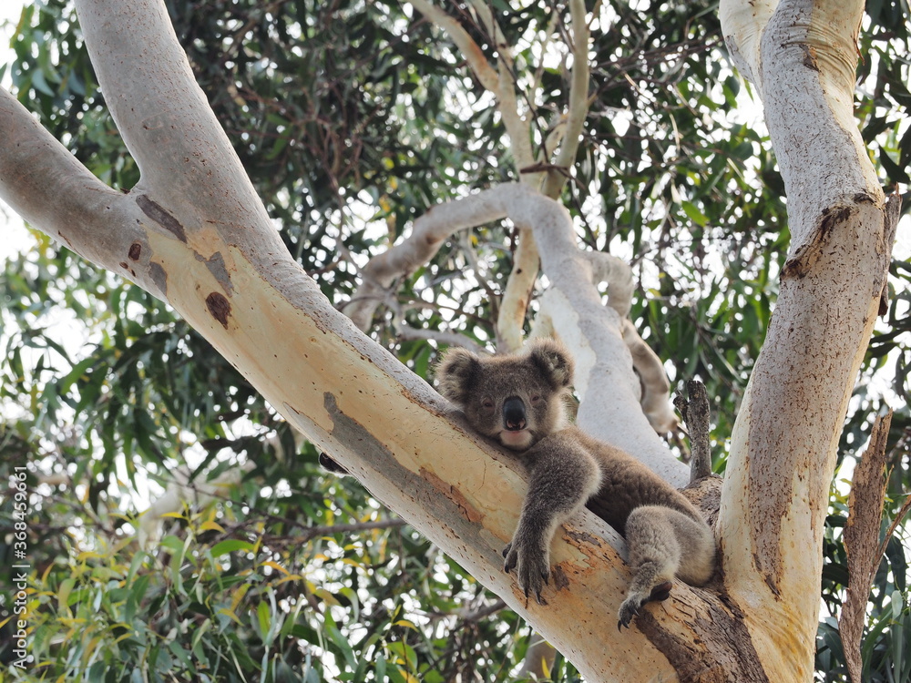 Naklejka premium コアラ オーストラリア