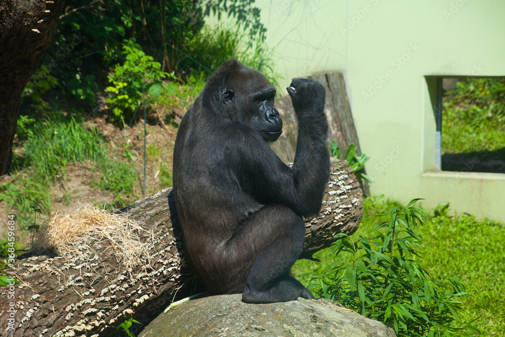 Naklejka premium Gorilla
