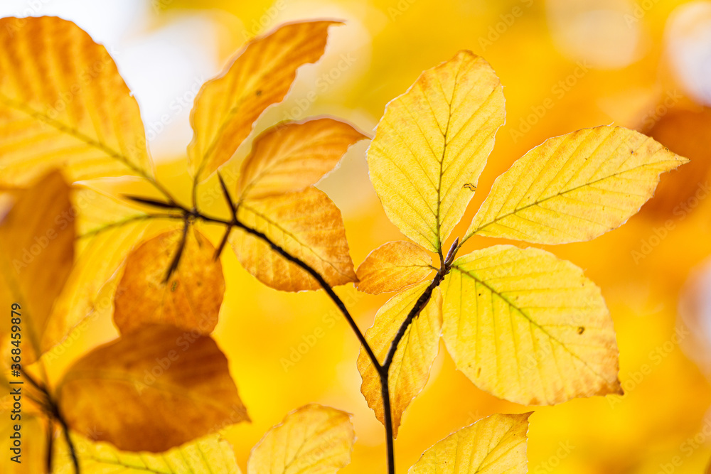 yellow autumn leaves yellow autumn leaves