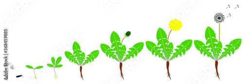 Cycle of growth of a dandelion plant isolated on a white background.