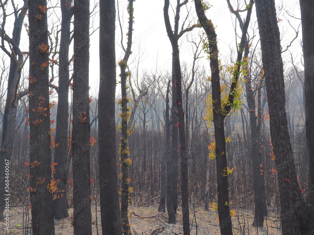 山火事 オーストラリア 山火事 オーストラリア