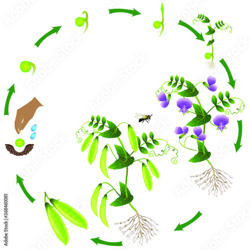 The life cycle of a pea plant is isolated on a white background.