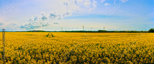 Rapeseed and Windmills near Ystad Sweden