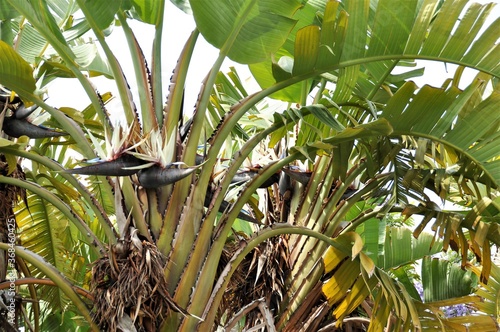oiseau du paradis géant strelitzia augusta
