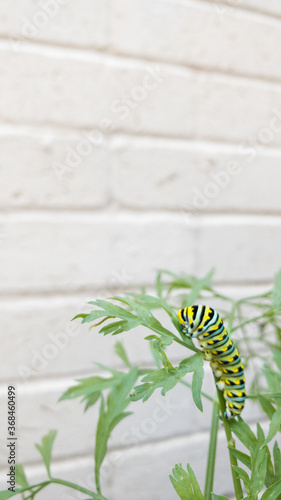Eastern Swallowtail Caterpillar on Carrot Plant With White Brick Background