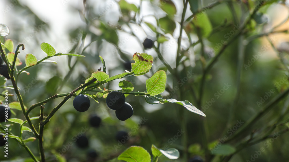 BLUEBERRIES - Forest fruits on a bush in a natural environment BLUEBERRIES - Forest fruits on a bush in a natural environment