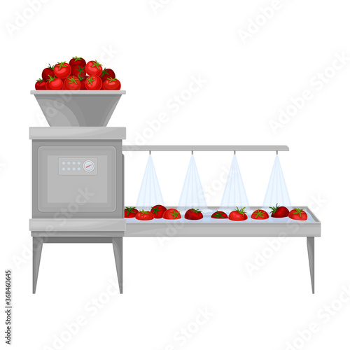 Ketchup Manufacturing with Tomato on Conveyor Belt Washing Process Vector Illustration