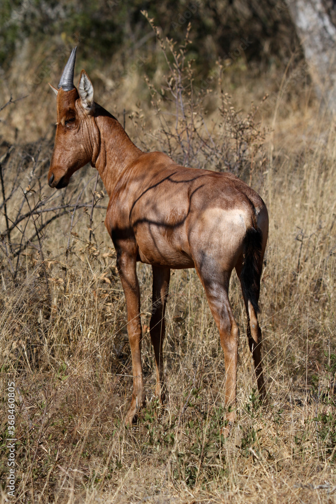 Red hartebeest in Etosha National Park, Namibia, Africa Red hartebeest in Etosha National Park, Namibia, Africa