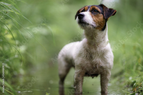 Fototapeta Naklejka Na Ścianę i Meble -  Jack Russell terrier in park with water, beautiful blurry colors