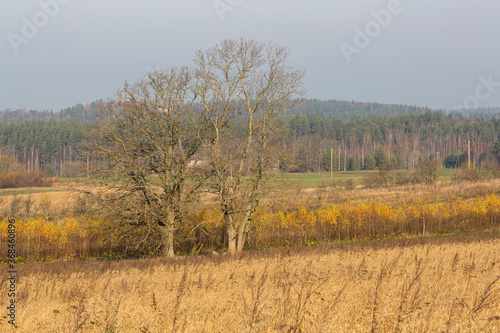 autumn landscapes with clouds, fields and forests