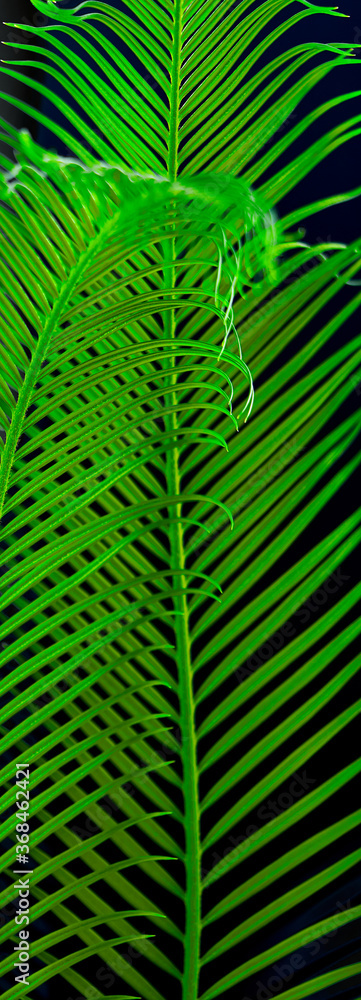 green palm leaves grow on black background