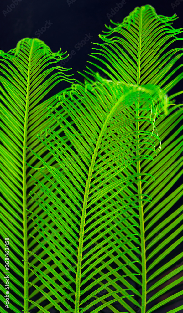 green palm leaves grow on black background green palm leaves grow on black background