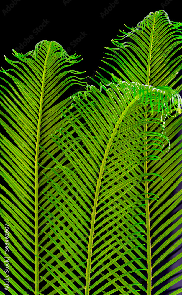 palm leaves grow on black background palm leaves grow on black background