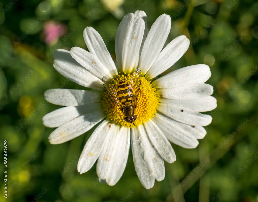 Honey bee on a Leucanthemum vulgare daisy flower collecting pollen. Honey bee on a Leucanthemum vulgare daisy flower collecting pollen.