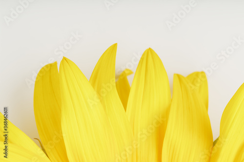 The petals of the Flower of a sunflower on white background, close-up. Isolate.