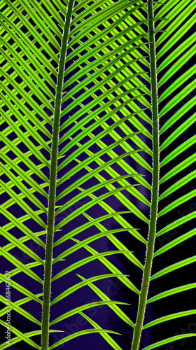 palm leaves grow on black background