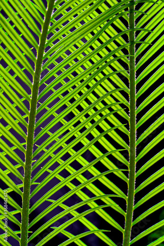 palm leaves grow on black background